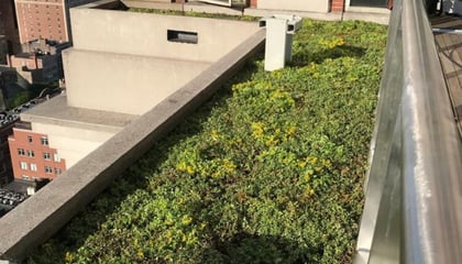 Green Roof Project
